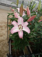 [5610 VH40 No01.JPG]